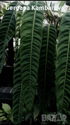 Philodendron Patriciae , снимка 2 - Стайни растения - 55708987