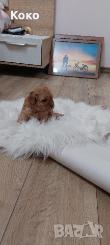 той пудел/пудели , снимка 4 - Пудели - 44313639