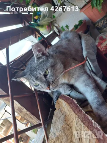 Сив Таби котарак търси дом, снимка 2 - Други - 55970428
