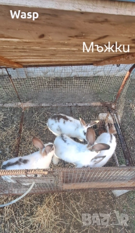 Зайци за разплод, снимка 4 - Чинчили - 53863004