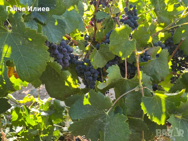 Продаваме Грозде, снимка 9 - Градински цветя и растения - 56167590