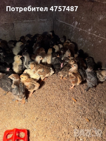 Дворни пилета. 