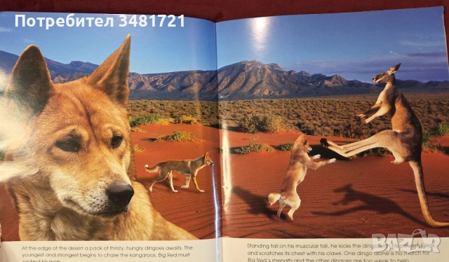 Кенгурото. Фото-разказ / Living With the Mob, снимка 4 - Енциклопедии, справочници - 54167813