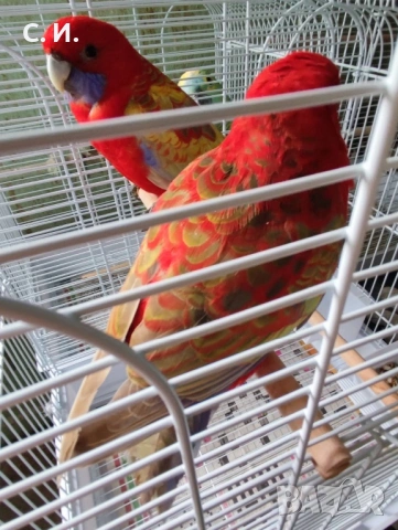 Пенантови розели , снимка 2 - Папагали - 53248603