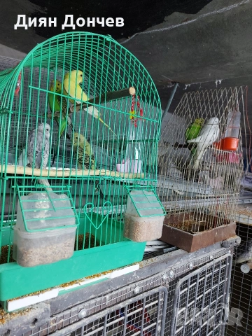 продавам вълнисти папагали,корели,гугутки, снимка 2 - Папагали - 43617880