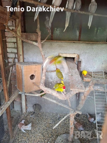 свобадни, снимка 11 - Папагали - 52853845