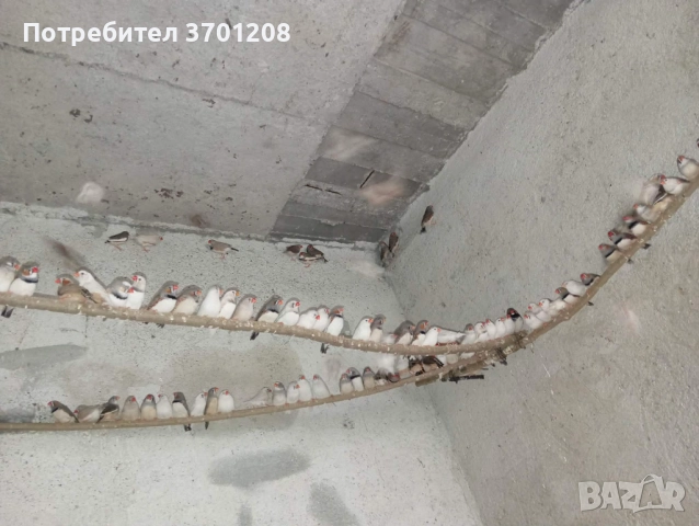 Продавам зеброви амадинки 