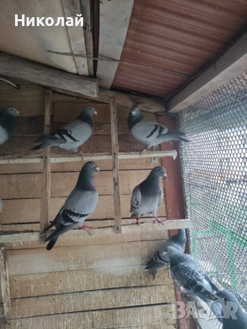 Спортни гълъби, снимка 2 - Гълъби - 54015077