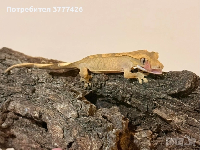 Цилиатус / Ресничестият бананояден гекон / Correlophus ciliatus, снимка 3 - Гекон - 42172388