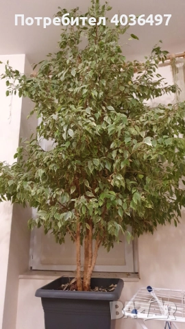 Голям фикус Бенджамин с пъстри листа, снимка 2 - Стайни растения - 52596278