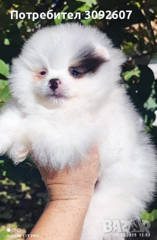 Померанче момче , снимка 5 - Померан - 52230751