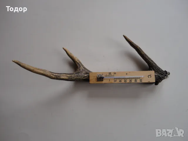 Ловен термометър еленов рог , снимка 8 - Антикварни и старинни предмети - 50287698