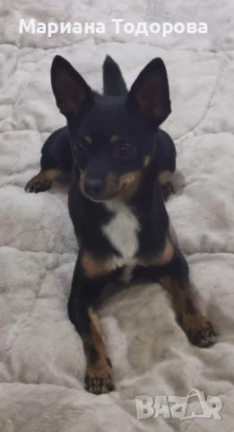 Сърнист мини пинчер, снимка 1