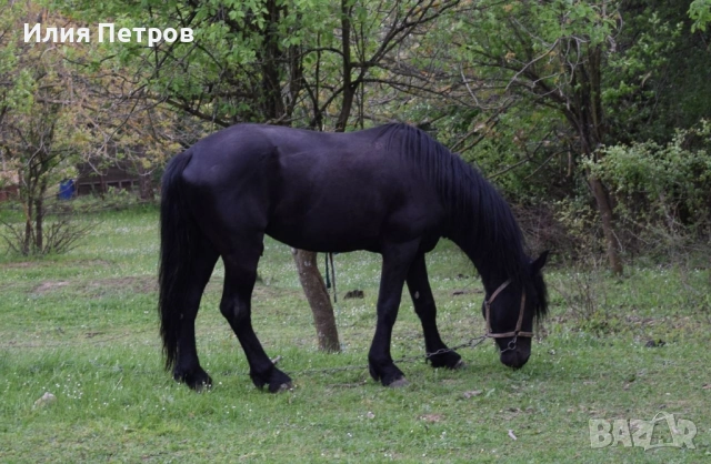 Конче женско 75% фризйка , снимка 6 - Коне - 52164378