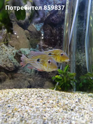 Геофагус, снимка 3 - Рибки - 49534949