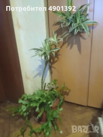 Продавам коледниче и драцена, снимка 2 - Стайни растения - 56205558