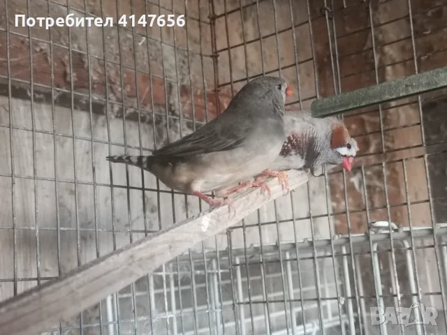 Джъмбо зеброви амадини , снимка 2 - Амадини - 56175666