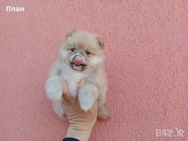 Померани.Реални снимки ! Мъжки и женски., снимка 7 - Померан - 54038182