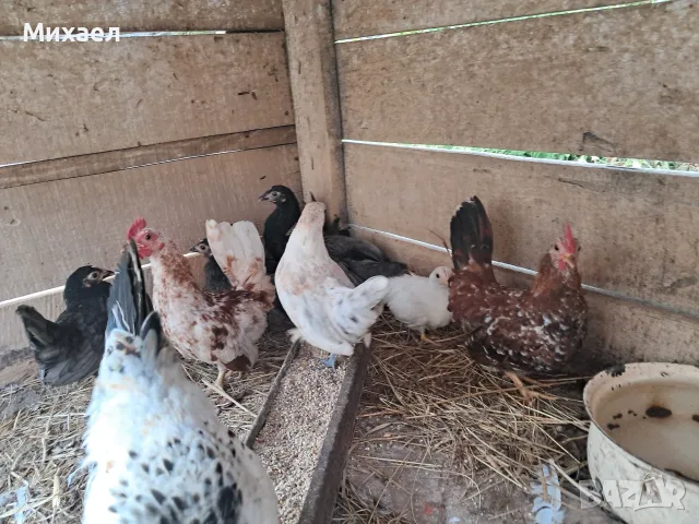 Шабо на различни възраст, снимка 5 - Кокошки и пуйки - 55905015