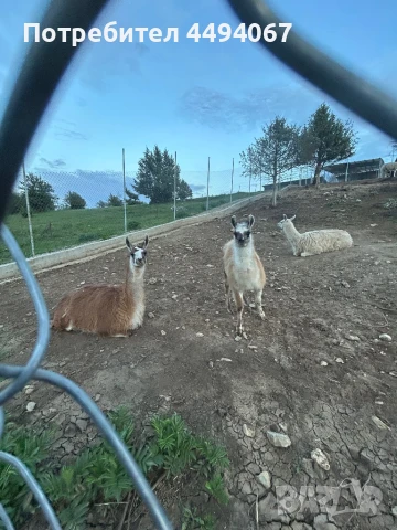 Продават се лами и алпаки, снимка 7 - Други - 50560549