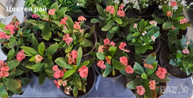 Исусов венец , снимка 2 - Градински цветя и растения - 52966653