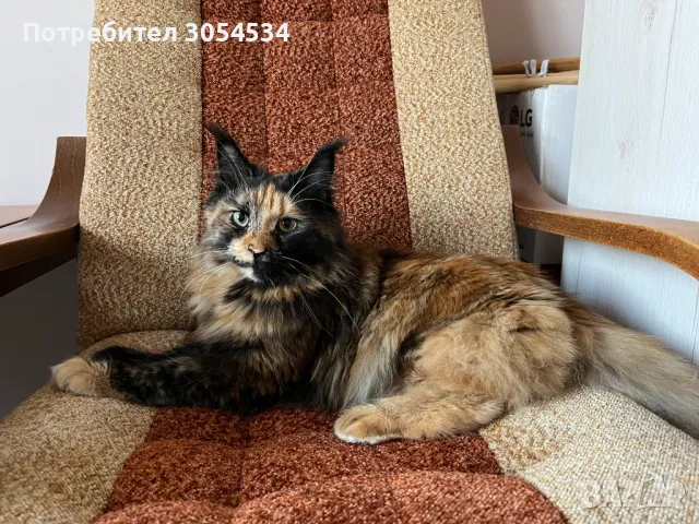 Чистокръвно женско котенце мейн куун търси партньор, снимка 2 - Мейн кун - 49685496