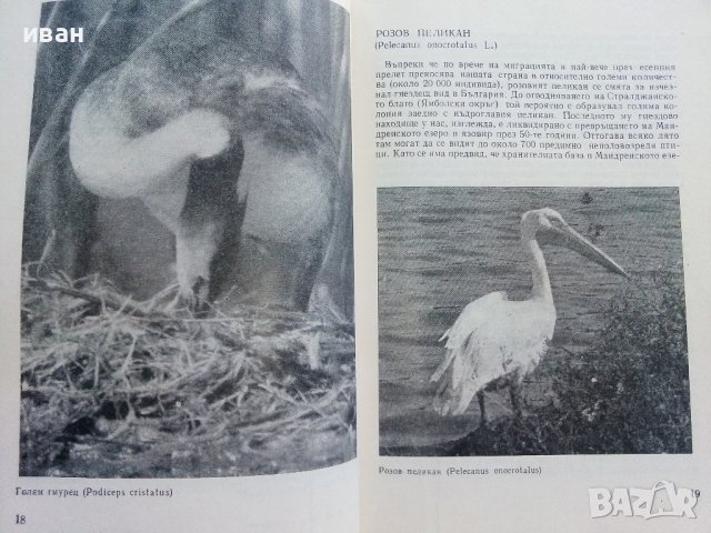 Защитените птици в България - Т.Мичев,Н.Райков - 1980г. , снимка 3 - Енциклопедии, справочници - 42235831