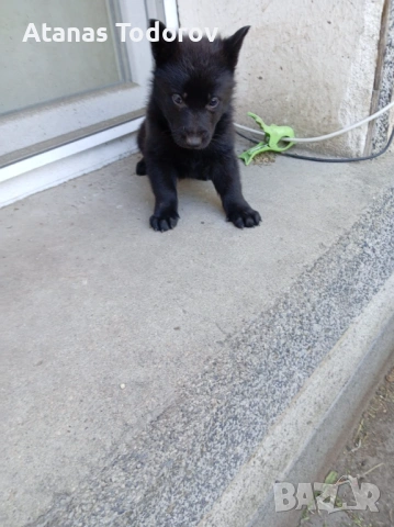 Белгийски овчарки