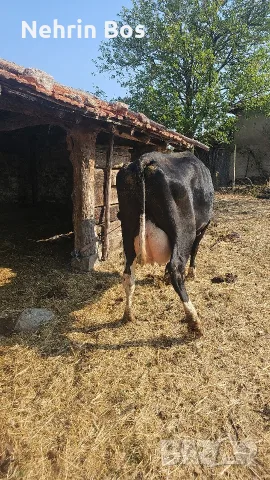 krava na 3 tele momenta sls 25 28 litra mlako moje barter sls drugi jivotni 