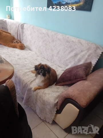 Пекинез, снимка 5 - Пекинез - 54201376