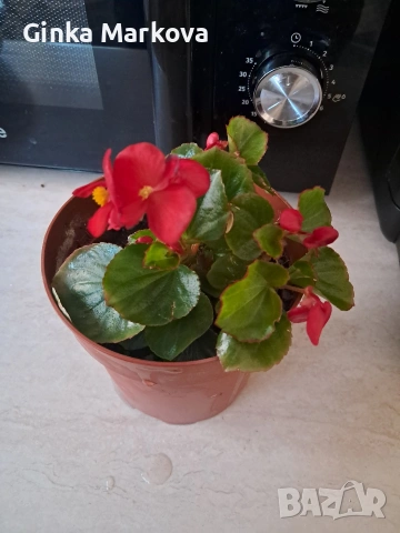 Червена бегония - 2 евро, снимка 2 - Стайни растения - 54338062