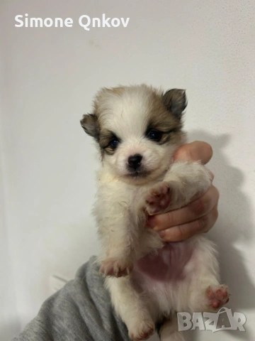 Мини шпиц Померан, снимка 8 - Померан - 53194351