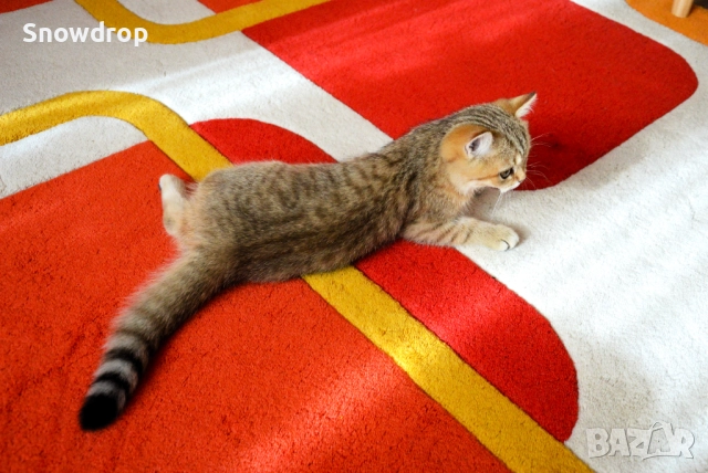 Златно тикирано таби, Британска късокосместа котка, снимка 4 - Британска късокосместа - 52955816