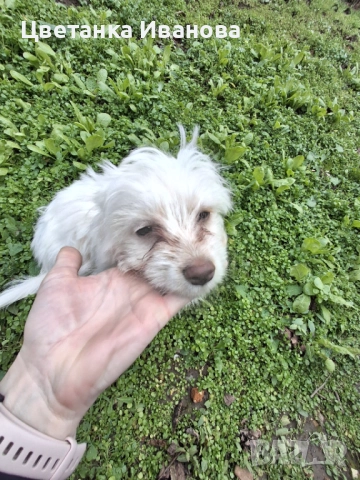  Пинчер, снимка 4 - Пинчер - 52077853