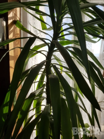 Цвете юка 2.60 метра, снимка 5 - Градински цветя и растения - 52424295