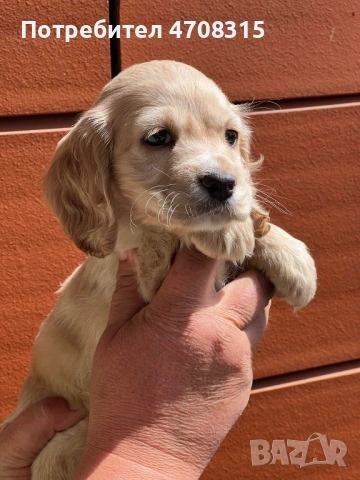 Кокер шпаньол игриво момче ваксина, снимка 9 - Кокер шпаньол - 54226067