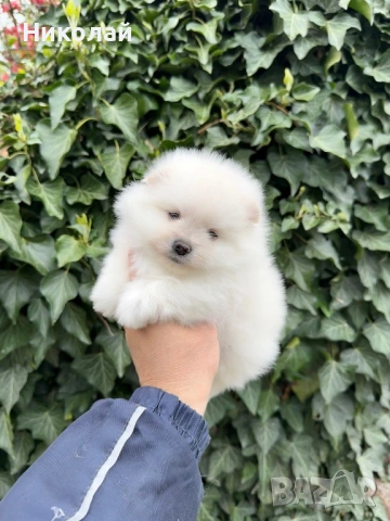 Померан мини момиче. Померанче, снимка 6 - Померан - 54216080