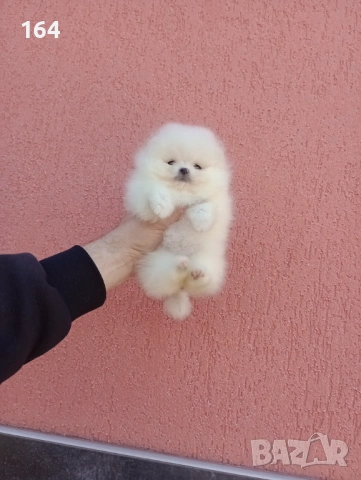 Чисто бели мини Померани. Реални снимки !!! , снимка 16 - Померан - 53915646