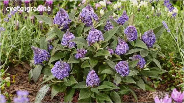 Buddleja davidii ‘Little Rockstars Blue’ (Будлея синя – Литъл Рокстарс)