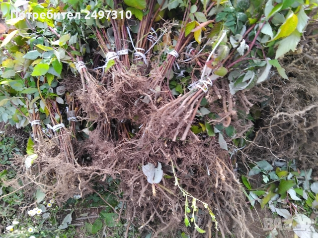 Продавам разсад малини , снимка 3 - Разсади - 52380247