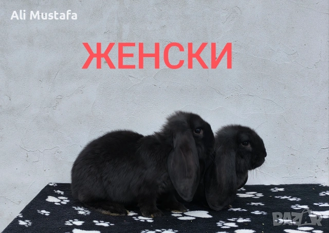 ЗАЙЦИ, снимка 11 - Други - 53465684