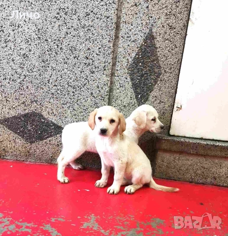 продавам женски лабрадори , снимка 5 - Лабрадор ретривър - 52903633