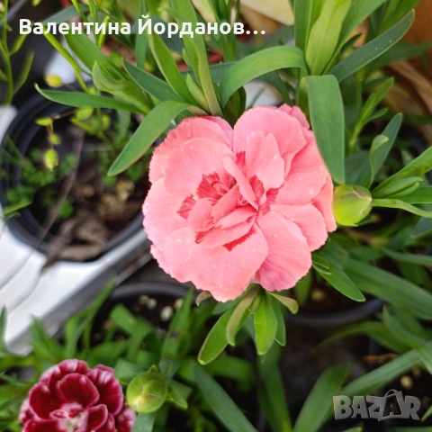 силно ароматен карамфил , снимка 6 - Градински цветя и растения - 54333922