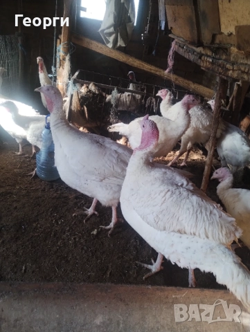 Пуйки на 7 месеца, кръстоска с бройлерна пуйка , снимка 4 - други­ - 52862369