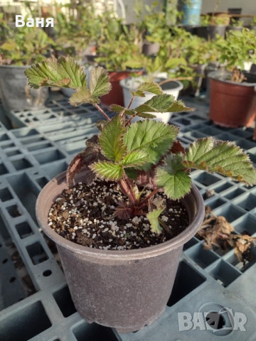 Къпини и малини, снимка 4 - Градински цветя и растения - 54222842