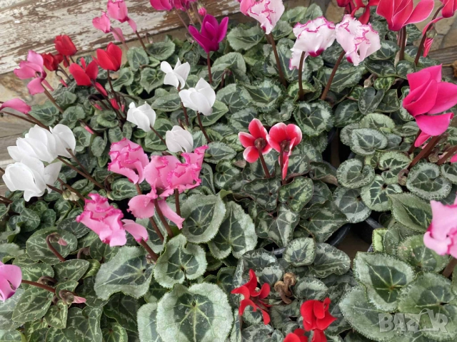 ПРОМО! 6 броя циклами , снимка 4 - Стайни растения - 52392095