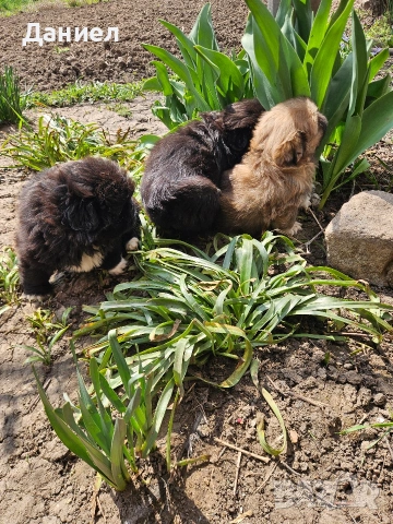 пекинези, снимка 11 - Пекинез - 53982097