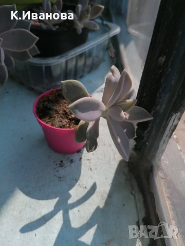 Цветя, сукуленти - Хавортия, Каланхое, Алое, Граптопеталум, снимка 10 - Стайни растения - 38404349