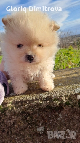 Померан мини 