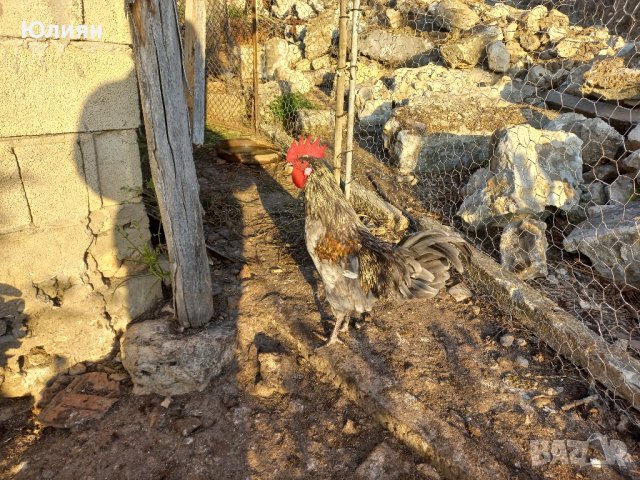 Домашни петли, снимка 3 - Кокошки и пуйки - 42160592